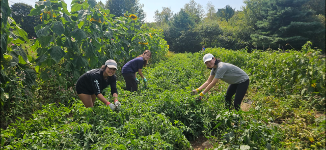 Volunteers working in the garden